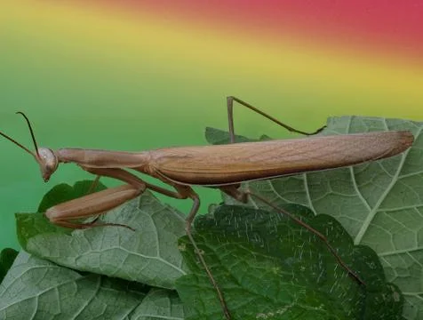 Close-up of a brown praying mantis Stock Photos