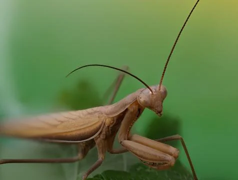 Close-up of a brown praying mantis Stock Photos