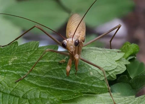 Close-up of a brown praying mantis Stock Photos