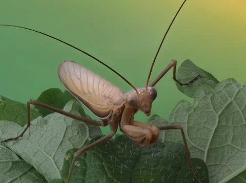 Close-up of a brown praying mantis Stock Photos