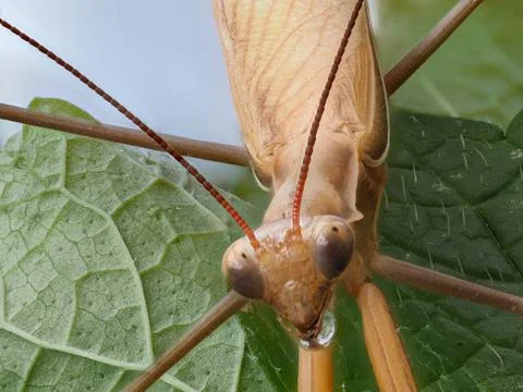 Close-up of a brown praying mantis Stock Photos