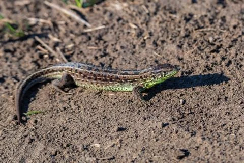 Close-up brown quick lizard on the ground Foto stock