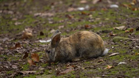 Close up of a brown rabbit in autumn Stock Footage 289674431