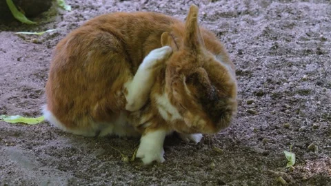 Close up of brown rabbit Stock Footage 260415110