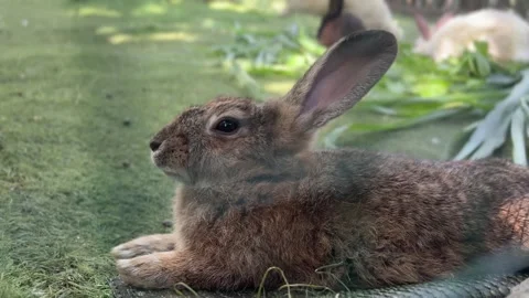 Close-up of a brown rabbit lying down in the grass a detailed view of a bunny Video stock 333803698