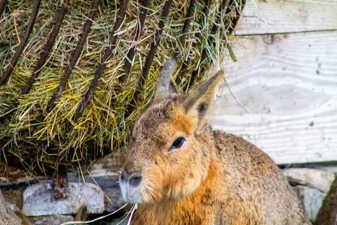 Close-Up of a Brown Rabbit Near Haystack Stock Photos