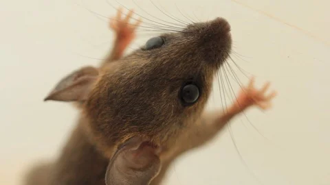 Close-up brown rat. Stock Footage 97376235