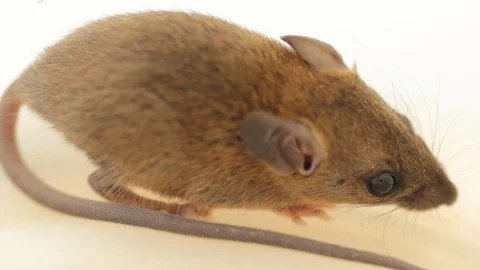 Close-up brown rat. Stock Footage 97376267