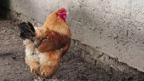 Close-up brown rooster in the bird yard on a summer day. 4k Stock Footage 130522268