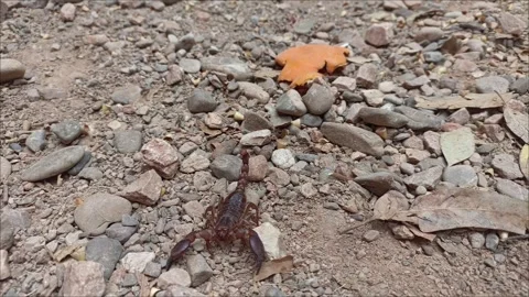 Close-up of a brown scorpion crawling on rocky ground in the wild. Stock Footage 333703867