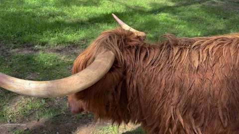 Close up of brown Scottish cow with long horns and shaggy coat  Stock Footage 337302264