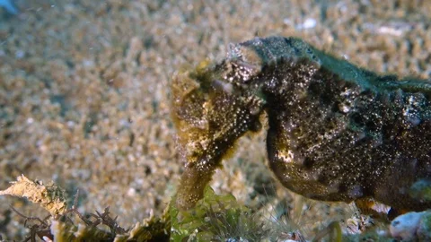 Close up of brown seahorse Stock Footage 86014196