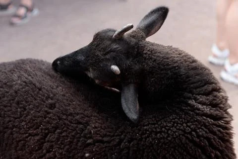 Close-Up of a Brown Sheep Displaying Its Woolly Texture and Curved Horns in a Stock Photos