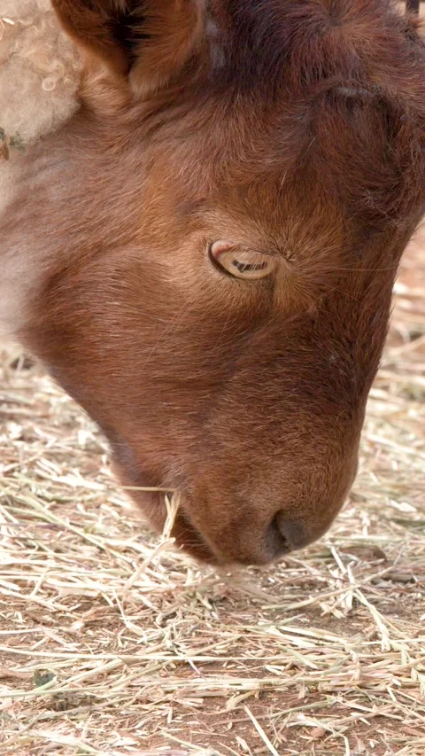 Close Up of Brown Sheep Grazing and Eating Dry Hay on Farm Stock Footage 346572724