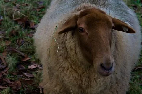 Close-Up of a Brown Sheep Stock Photos