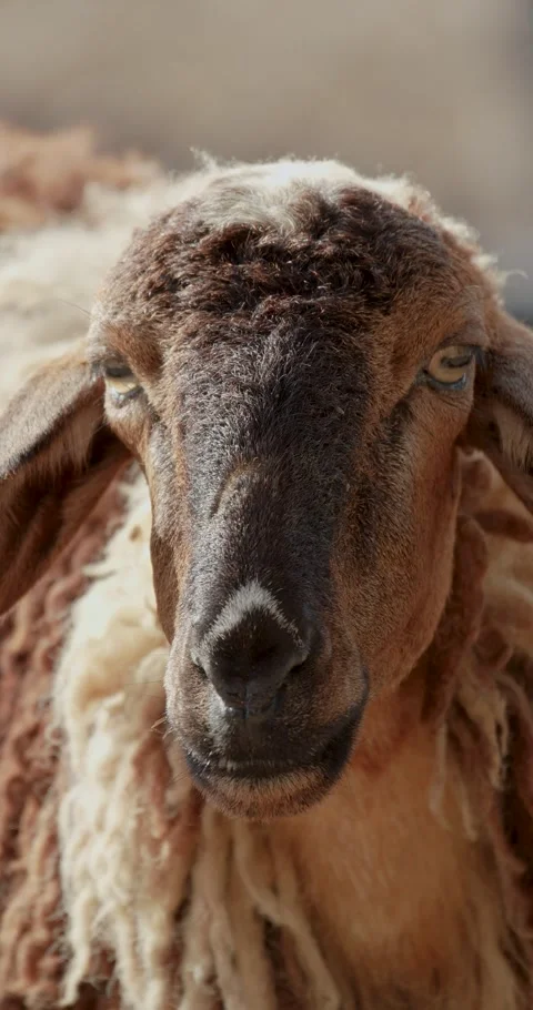 Close up of brown sheep standing in farm. Stock Footage 280309356