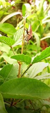 Close-up of brown shield bug perched on green plant stem with broad leaves in Stock Photos