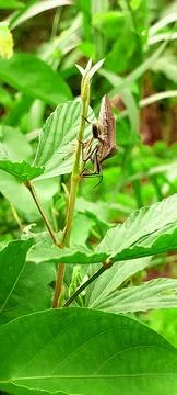 Close-up of brown shield bug perched on green plant stem with broad leaves in Stock Photos