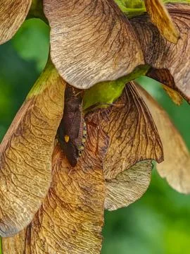 Close-up of a brown shield bug resting on dry maple seeds Stock Photos