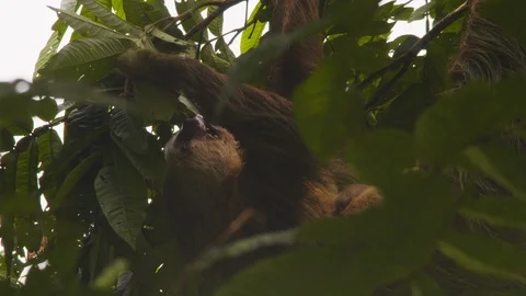 Close up of brown sloth eating green tree leaves upside down hanging, Costa Rica Stock Footage 141246449