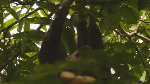 Close up of brown sloth eating tree leaves upside down on sunny day, Costa Rica Stock Footage 141246509