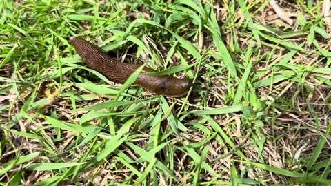 Close-up of a brown slug crawling slowly on grass by the river Stock Footage 339352929