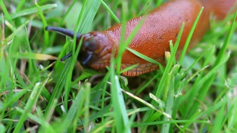 Close-up of Brown Slug Crawling Through Grass Stock Footage 306076960