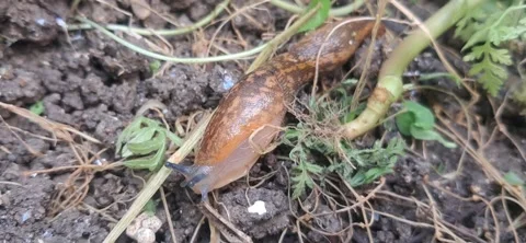 Close-up of a brown slug crawling on wet soil 動画素材 336012380