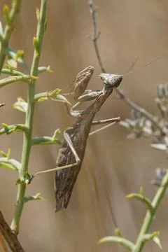 Close up of a brown small praying mantis , Ameles decolor from the Gard region Stock Photos