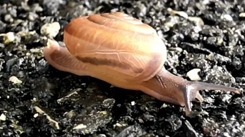 Close-up of a Brown Snail Crawling on Dark Soil Vídeos de archivo 310244427