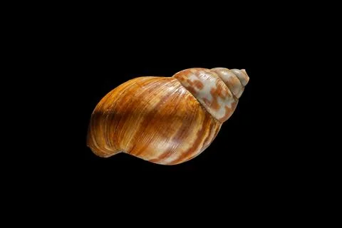 Close-Up of a Brown Snail Shell on a Black Background Stock Photos