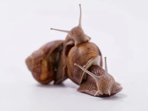 Close-up of brown snail with shell on white background Fotos Stock