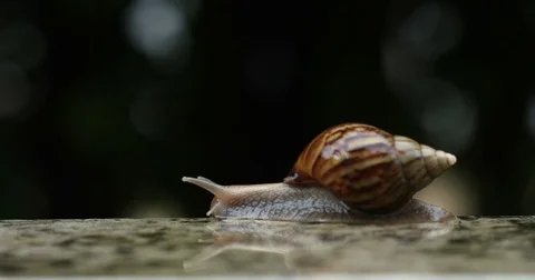 Close up Brown Snail slowly walk or moving forward under little water rain dr Stock Footage 80323767