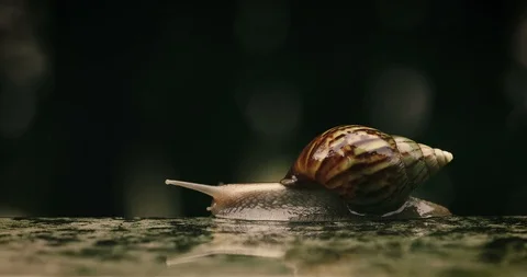Close up a Brown Snail slowly walk or moving forward under little water rain Stock Footage 91883155