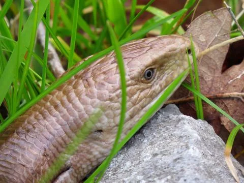 Close-up of a Brown Snake Head Stock Photos