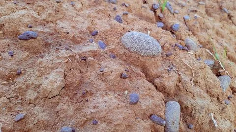 A close-up of brown soil texture with embedded stones. Foto stock