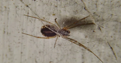 Close up of a brown spider behind its intricate web Stock Footage 152416068