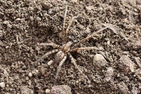 Close-up of a brown spider Stock Photos