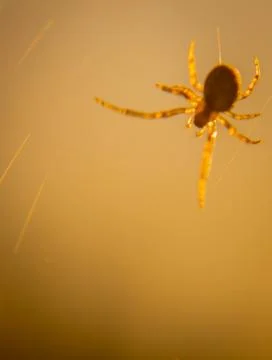 Close up of a brown spider with translucent legs on a web Stock Photos