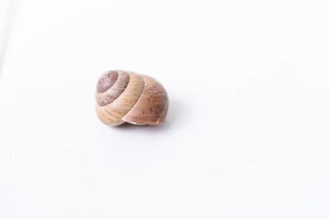 Close-up of a Brown Spiral Snail Shell 库存照片