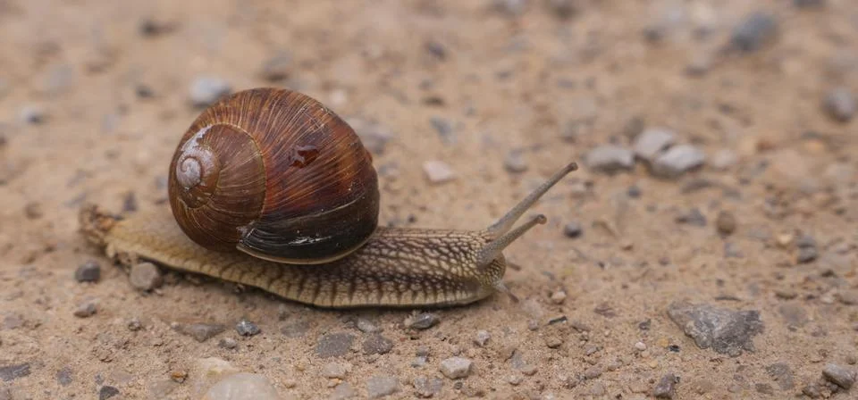 Close Up of a Brown Spiraled Shell Snail Crawling Slowly on Sandy Ground wi.. 库存照片