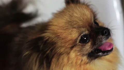 Close-up of brown spitz dog joyfully wagging its tail and head 4K Stock Footage 218900302