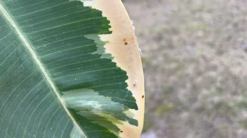 Close up Brown Spots on plant leaf. Houseplant disease. Scale on Ficus Stock Footage 237165647