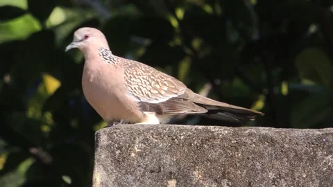 Close up brown spotted turtle dove bird sitting in garden nature park looking Stock Footage 170321750