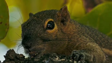 Close up of a brown squirrel in Bali Stock Footage 310003847