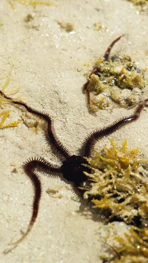 Close-up of a brown starfish on a sandy beach in Hurghada, Egypt. Sea life. Stock Footage 347180890