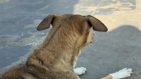 Close-up of a brown stray dog sitting on the street, looking at the camera Stock Footage 331065198