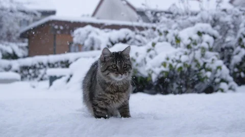 CLOSE UP: Brown striped cat plays with a snowball in the idyllic backyard. Stock Footage 120424840