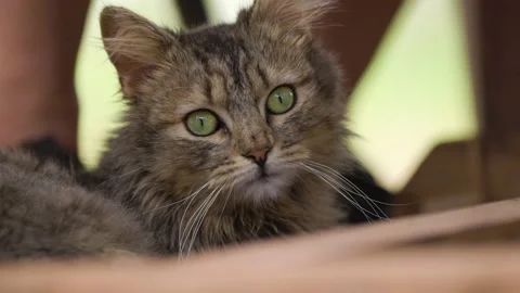 Close-up of a brown tabby cats face in slow motion 4k Video stock 239643933