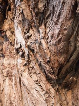 Close up brown texture of tree bark oak detail Stock Photos